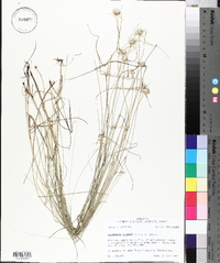 Rhynchospora colorata image