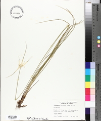 Dichromena latifolia image