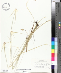 Rhynchospora colorata image