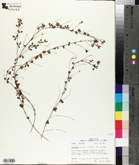 Lespedeza repens image