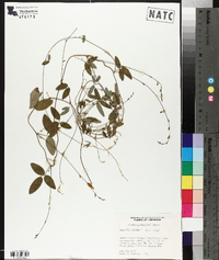 Galactia volubilis image