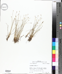 Eleocharis albida image