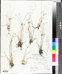 Eleocharis albida image