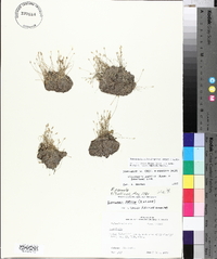 Eleocharis parvula image