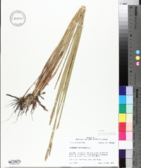 Eleocharis cellulosa image