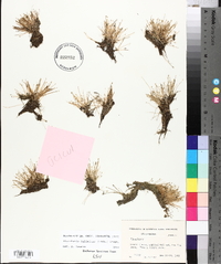 Eleocharis baldwinii image