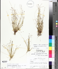 Eleocharis atropurpurea image