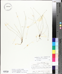 Eleocharis flavescens image