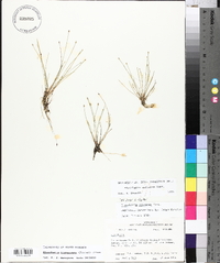 Eleocharis flavescens image