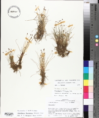 Eleocharis flavescens image