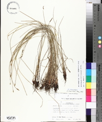 Eleocharis macrostachya image