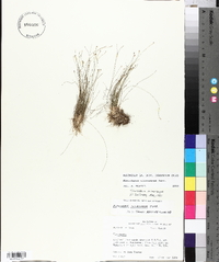 Eleocharis microcarpa image