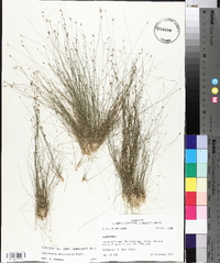Eleocharis microcarpa image