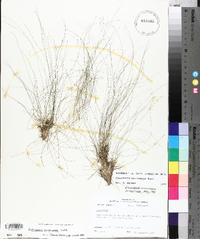 Eleocharis microcarpa image