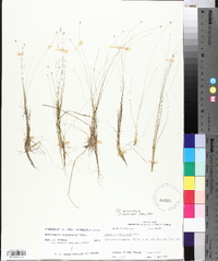 Eleocharis microcarpa image