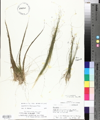 Eleocharis microcarpa image