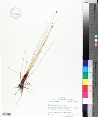 Eleocharis montevidensis image