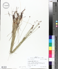 Eleocharis montevidensis image