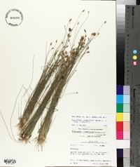 Eleocharis tuberculosa image