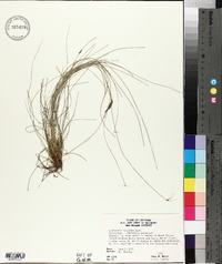 Eleocharis vivipara image