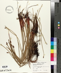 Eleocharis macrostachya image