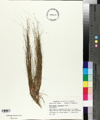 Eleocharis microcarpa image