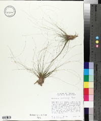 Eleocharis microcarpa image