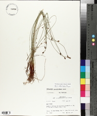 Eleocharis montevidensis image