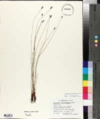 Eleocharis montevidensis image