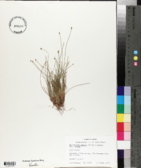 Eleocharis ovata image