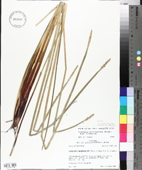 Eleocharis quadrangulata image