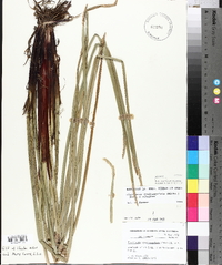 Eleocharis quadrangulata image