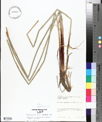 Eleocharis quadrangulata image