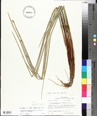 Eleocharis quadrangulata image