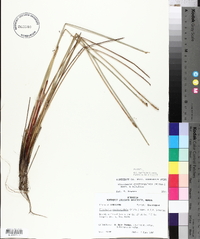 Eleocharis quadrangulata image