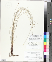 Eleocharis tenuis var. verrucosa image