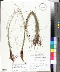 Eleocharis tenuis var. verrucosa image