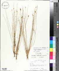 Eleocharis tuberculosa image