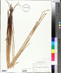 Eleocharis quadrangulata image