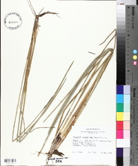 Eleocharis quadrangulata image