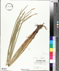 Eleocharis quadrangulata image