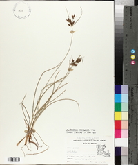 Fimbristylis tomentosa image