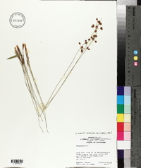 Fimbristylis puberula image