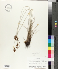 Fimbristylis puberula image