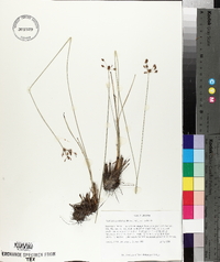 Fimbristylis puberula image