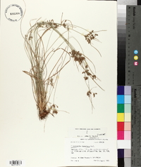 Fimbristylis tomentosa image