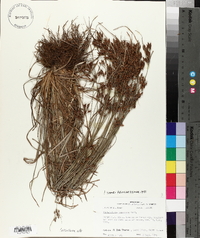 Fimbristylis tomentosa image