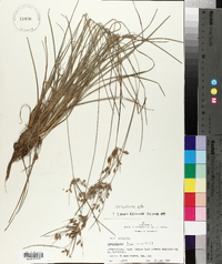 Fimbristylis tomentosa image