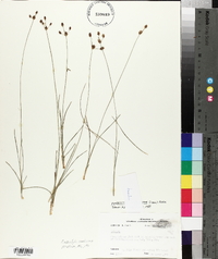 Fimbristylis caroliniana image