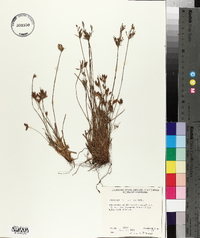 Fimbristylis tomentosa image